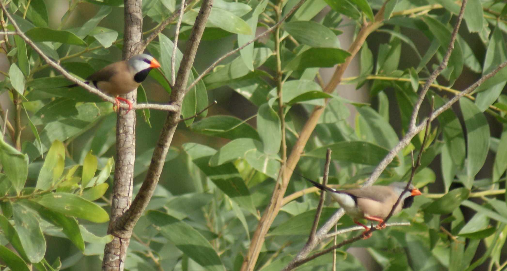 Long-tailed Finches at Holmes Jungle